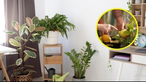 Es sorprendentemente fácil: Este es el mejor árbol frutal para cultivar adentro de tu casa