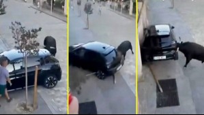 El momento en que un toro destruyó auto estacionado durante tradicional encierro en España