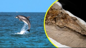 Así es el particular fósil de delfín de hace 12 millones de años exhibido en Perú