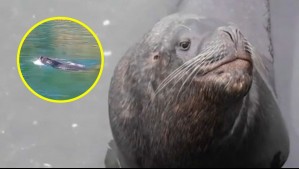 Captan a pareja de lobos marinos en el Lago Villarrica: Pescadores dicen que nunca habían llegado a la zona