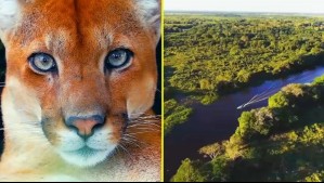 El humedal más grande del mundo: Los peligros que enfrenta el Pantanal por el cambio climático