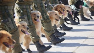 Para el rastreo de drogas en espacios de difícil acceso: Estas son las nuevas razas de perros que debutaron en la Parada Militar