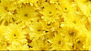 ¿Por qué se regalan flores amarillas este 21 de septiembre y qué significado tiene?