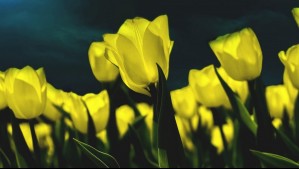 ¿Qué se celebra y por qué se regalan flores amarillas cada 21 de septiembre?