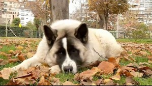 Aumento en el robo de mascotas: ¿Qué medidas se pueden tomar?