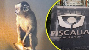 'A través de una ventana, huyó del lugar': Fiscalía explica extravío de mono que había sido encontrado en operativo narco