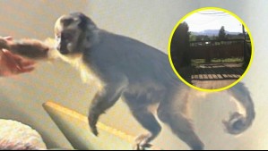 Agreden a equipo de Meganoticias en parcela allanada donde fue capturado mono: Intensifican búsqueda del primate