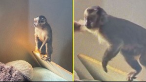 'Le puede cortar el dedo a una persona, es un peligro': Denuncian que mono encontrado en operativo narco estaría extraviado