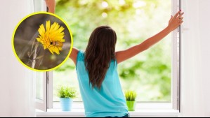 Ni muy temprano ni muy tarde: A esta hora deberías ventilar tu casa en primavera si tienes alergia