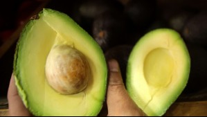 ¿Cuál palta es mejor? Expertos comparan variedad chilena con la peruana para establecer las diferencias