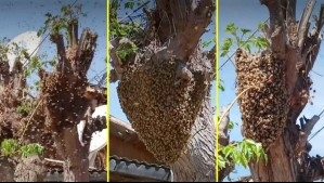 Enorme panal de abejas atemoriza a vecinos de Renca: 'Es como una película de terror'
