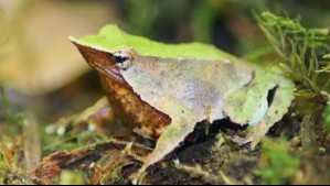 Pensaron que era un pájaro pero terminó siendo valioso hallazgo: Descubren población de Ranita de Darwin en Villarrica