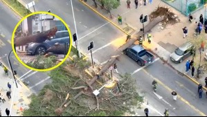Árbol de gran altura cae en Ñuñoa por fuerte viento: Dos vehículos se vieron afectados
