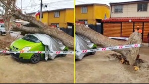 Fuerte viento provoca caída de árbol sobre un auto en Pudahuel
