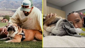 'La decisión más difícil de mi vida': La desgarradora despedida de Lewis Hamilton a su perro fallecido