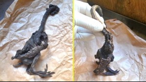 ¡No era el chupacabras!: SAG aclara a qué animal corresponde la criatura hallada en casa de Paillaco