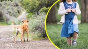 Niña de 3 años sufre graves heridas tras un ataque de perro en un parque de Londres: Dueño escapó del lugar