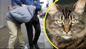 Horror en Lebu: Joven de 18 años mató a la gata de su abuela y confesó el crimen burlándose