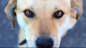 Brutal caso de maltrato animal remece a Puerto Montt: Investigan presunto 'ritual satánico'