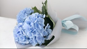 ¿Por qué se entregan flores azules este 3 de octubre? Conoce cuál es el significado del curioso regalo