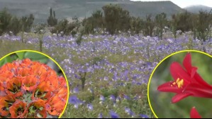 Desierto Florido en La Serena: Experto hace llamado a cuidar el lugar con sencillos consejos