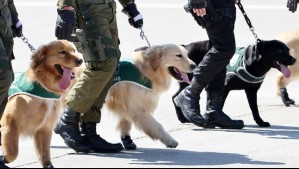 Perros del Grupo de Adiestramiento Canino han detectado 6 toneladas de droga: Así es su proceso de formación