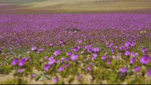 La belleza del desierto Florido: Destacan las 'Patas de Guanaco' y las añañucas amarillas