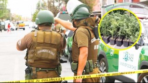 Incautan cerca de 160 plantas de marihuana en domicilio de La Pintana
