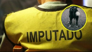 Condenan a dueño de perro por mortal ataque a un poodle en Punta Arenas