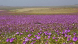 Desierto Florido 2025: ¿En qué zonas se puede ver de mejor manera el fenómeno?