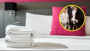 Motel debe pagar millonaria indemnización a joven huésped atacado por perros en Quintero