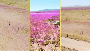 Denuncian conducta irresponsable: Visitantes son captados caminando sobre el desierto florido