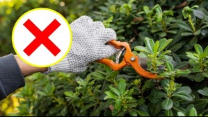 ¿Amante de la jardinería? Estas son las 12 plantas que no debes podar en primavera