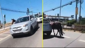 Pedían que se detuviera y no hizo caso: Video muestra a conductor arrastrando caballo amarrado a su vehículo en Coquimbo