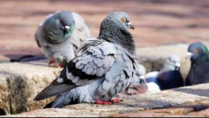 El rol clave de las palomas para conocer los niveles de plomo que hay en Santiago