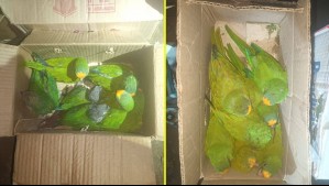 Policía de Bolivia intercepta cargamento con 28 loros amazónicos que iban a ser enviados a Chile