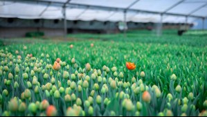 Chile es el país del Hemisferio Sur que más plantaciones de tulipanes tiene: ¿En qué región se cultivan estas flores?