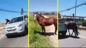 Yegua arrastrada por una camioneta en Coquimbo fue encontrada muerta y faenada