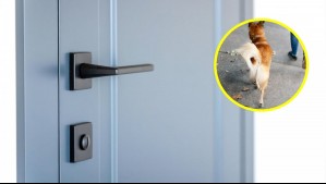 Sus vecinas le dejaron excremento de perro en la puerta: Corte Suprema confirmó indemnización de $2 millones