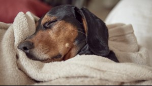 ¿Dentro o fuera de la casa? Expertos aclaran cuál es el mejor lugar para que vivan los perros