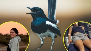 'Tiene suerte de estar con vida': Chilena es atacada por una urraca en Australia y sufre graves lesiones