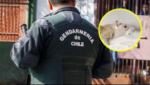 'Los guarenes toman sol como si fueran gatos': Denuncian presencia de roedores en cárcel de Punta Arenas