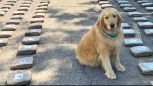 Carabineros desbarata banda criminal e incauta más de una tonelada de droga en la Región Metropolitana