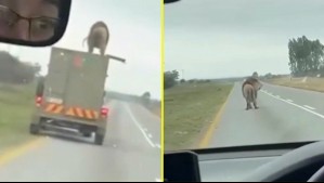 Estaba sedado: Video muestra a león saltando desde un camión en plena carretera