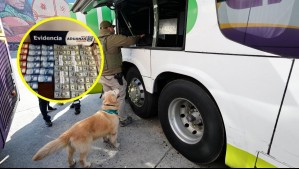 Detectan gran contrabando de billetes: 30 millones de pesos y miles de dólares estaban escondidos en un bus desde Bolivia