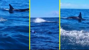 'Empezaron a acorralarnos': Pescador relata los minutos de terror vividos por 'ataque' de orcas en Bahía Mansa