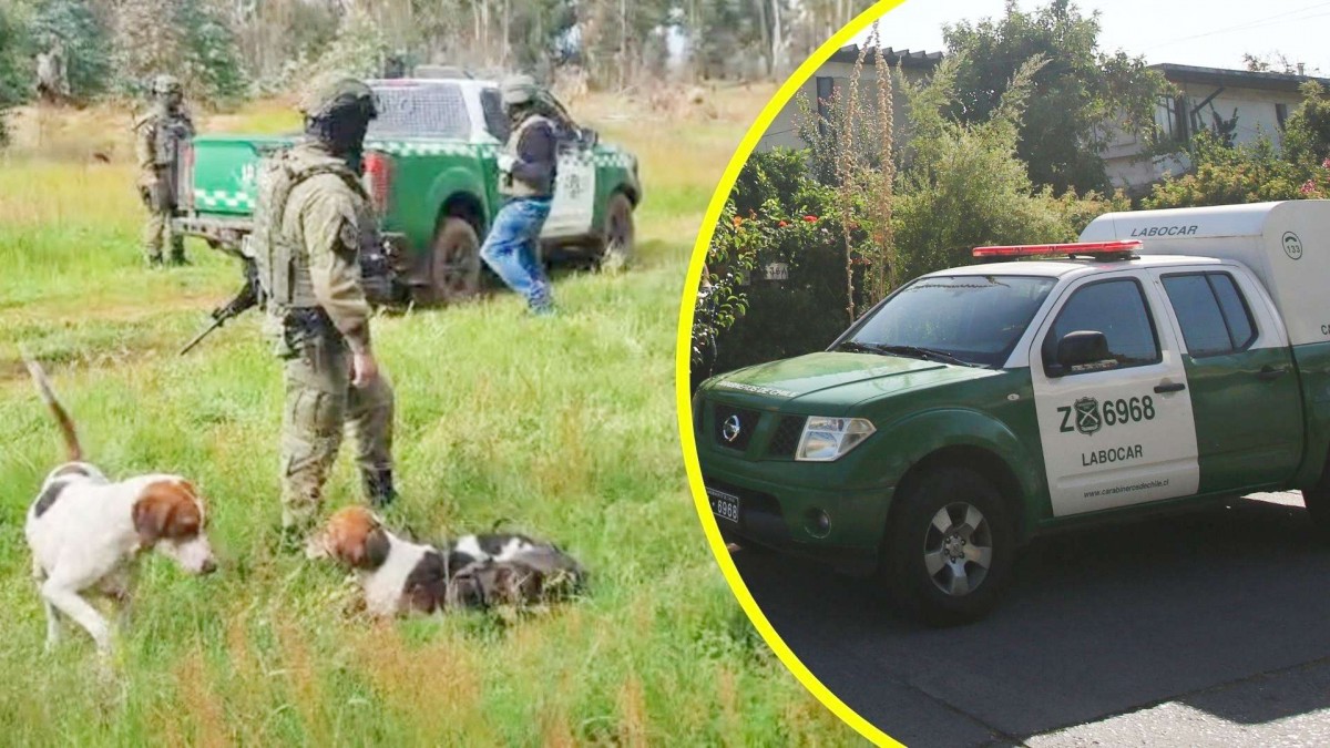Asaltan a cazadores en Ercilla: Les mataron a tres perros, robaron sus vestimentas y los obligaron a correr en ropa interior