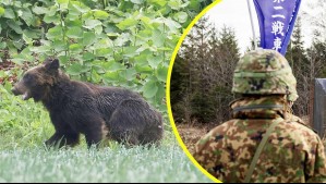 Van 10 muertos: Japón pide ayuda al ejército por ola de ataques mortales de osos