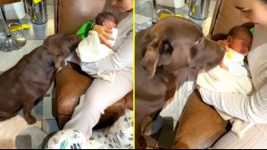 Así fue el emotivo encuentro entre el perro de Pangal Andrade y su hija recién nacida: 'Vas a conocer a tu hermana'