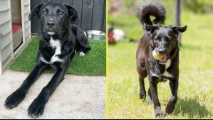 Se escapó de la casa y nunca volvió: Familia de Maitencillo ofrece $1 millón por su perrita desaparecida